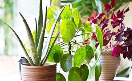 indoor plants
